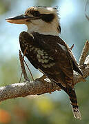 Laughing Kookaburra