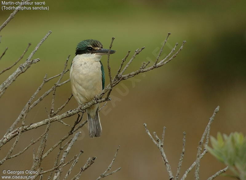 Sacred Kingfisher