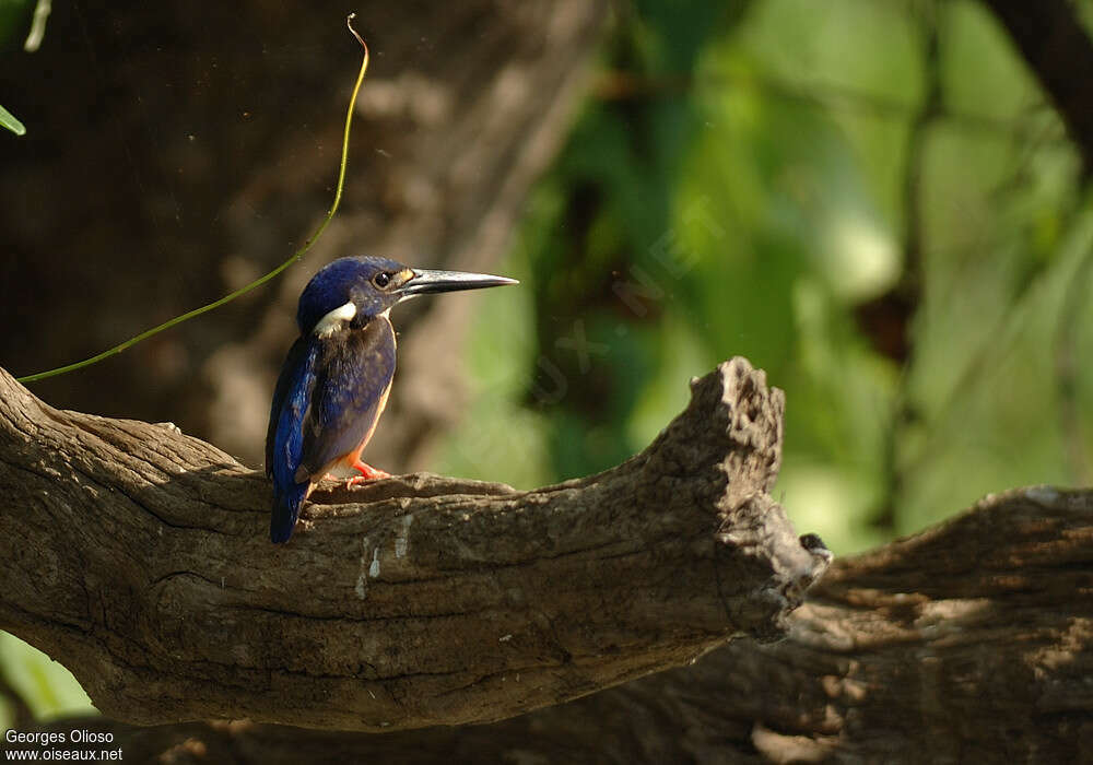 Martin-pêcheur à dos bleuimmature, identification