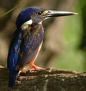 Azure Kingfisher