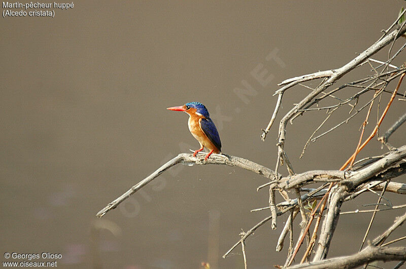 Malachite Kingfisher