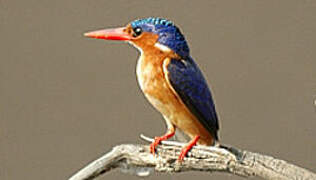 Malachite Kingfisher