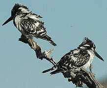 Pied Kingfisher