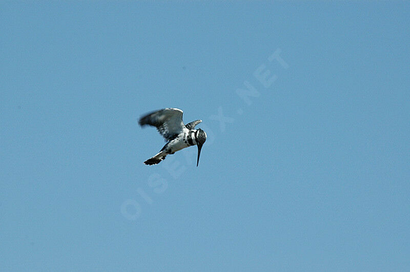 Pied Kingfisher