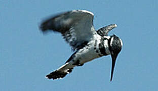 Pied Kingfisher