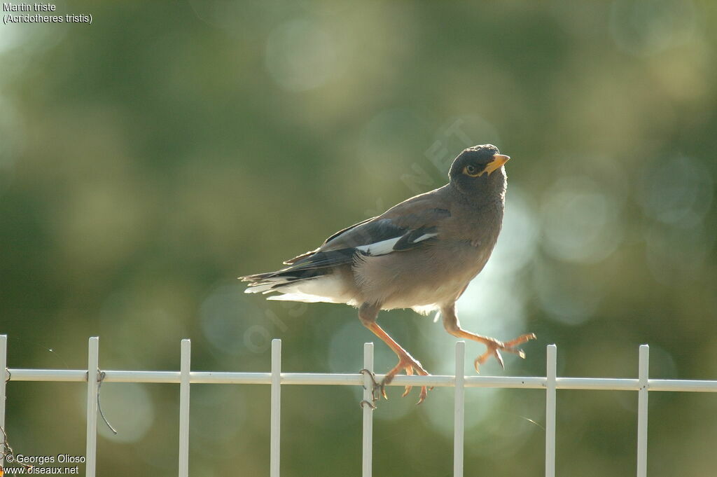 Common Myna