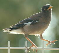 Common Myna