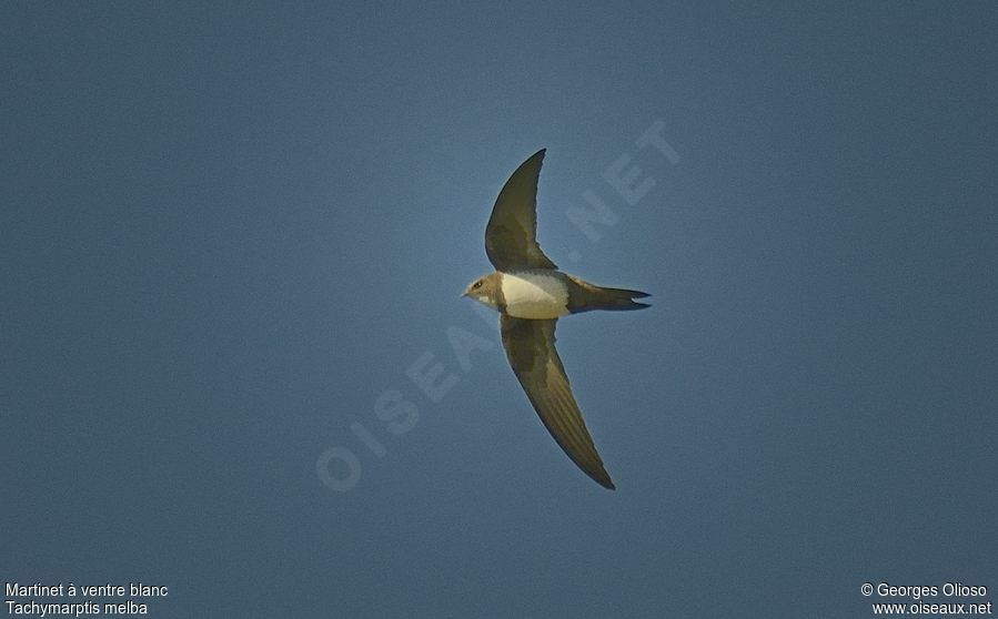 Alpine Swiftadult breeding, Flight