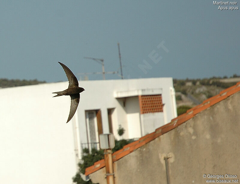 Common Swiftadult