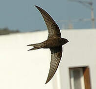 Common Swift