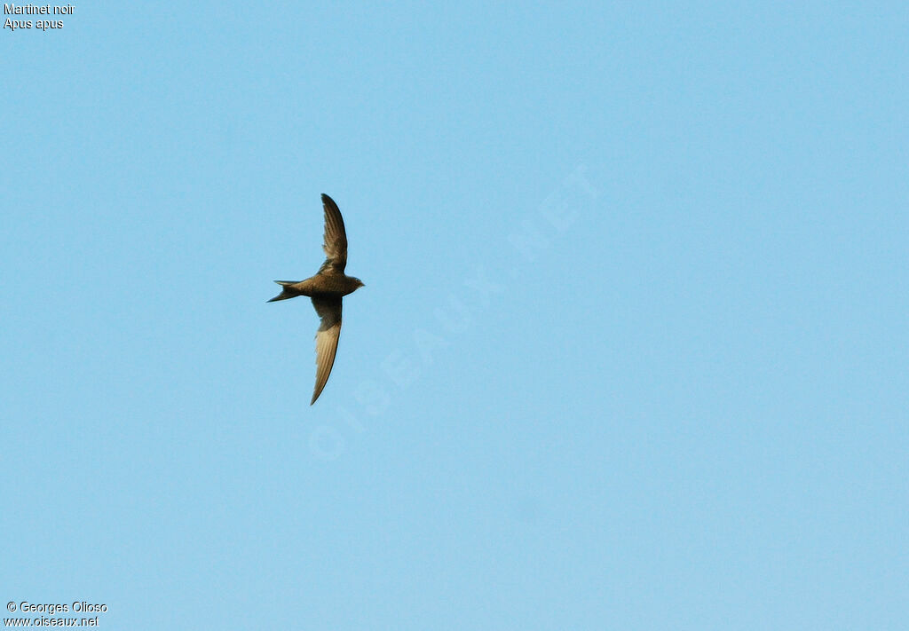 Common Swiftadult