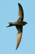 Common Swift