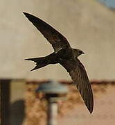 Common Swift