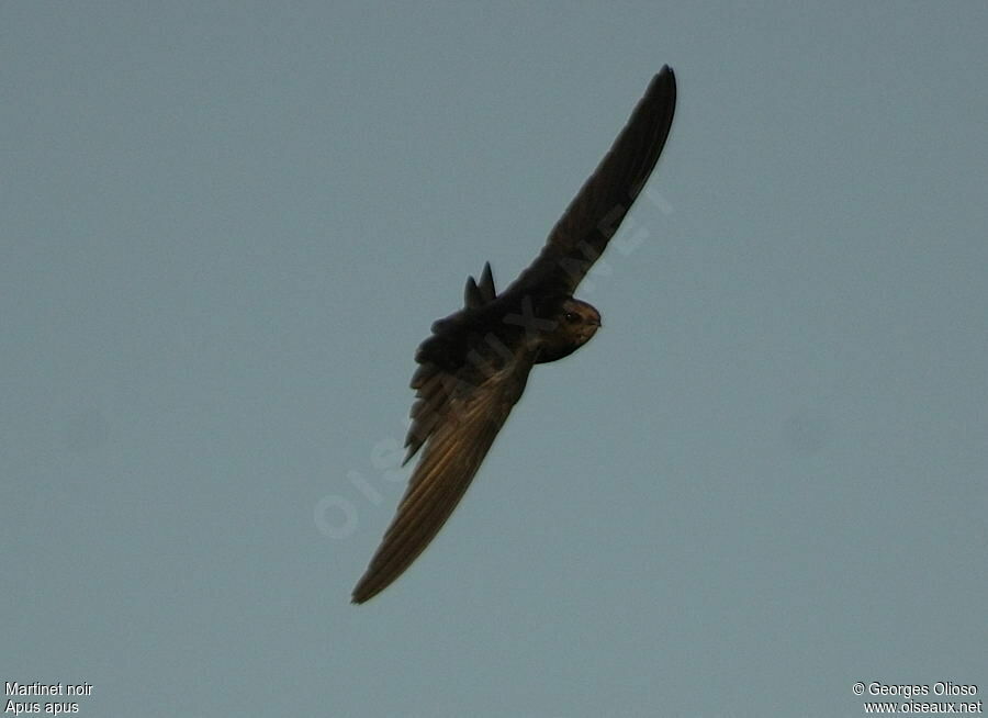 Common Swiftadult breeding