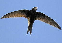 Common Swift