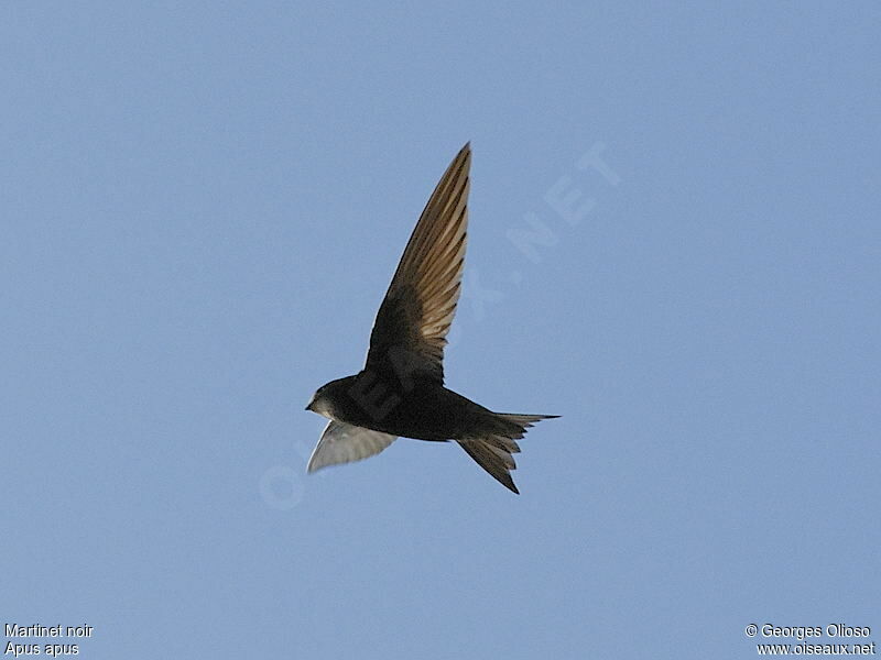 Common Swift