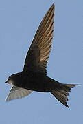 Common Swift