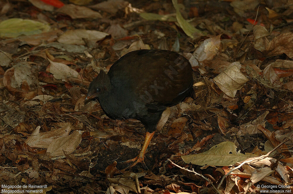 Orange-footed Scrubfowladult breeding