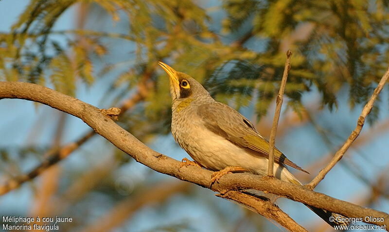 Yellow-throated Miner