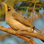 Yellow-throated Miner