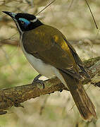 Blue-faced Honeyeater