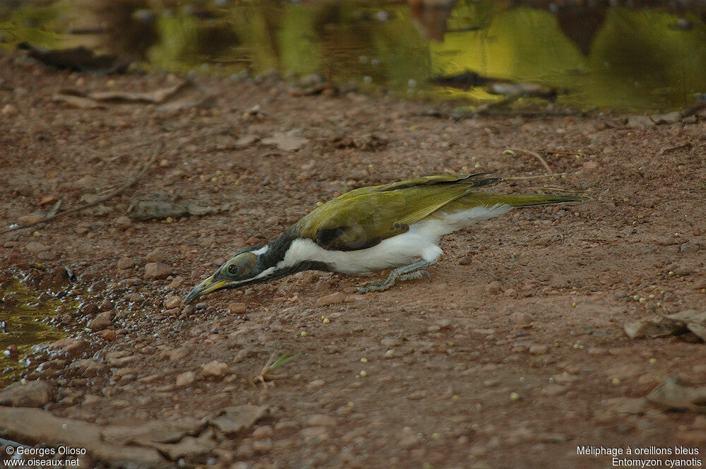 Blue-faced Honeyeateradult