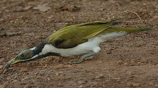 Blue-faced Honeyeater