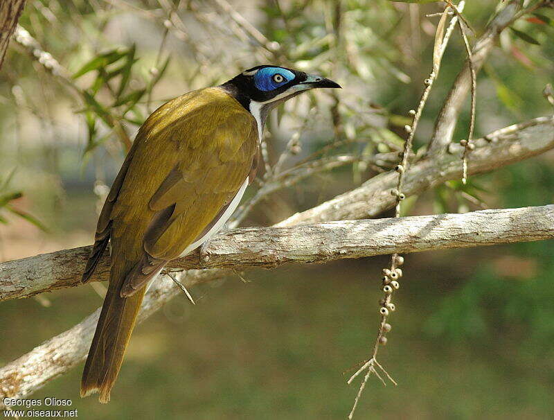 Blue-faced Honeyeateradult