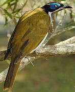 Blue-faced Honeyeater