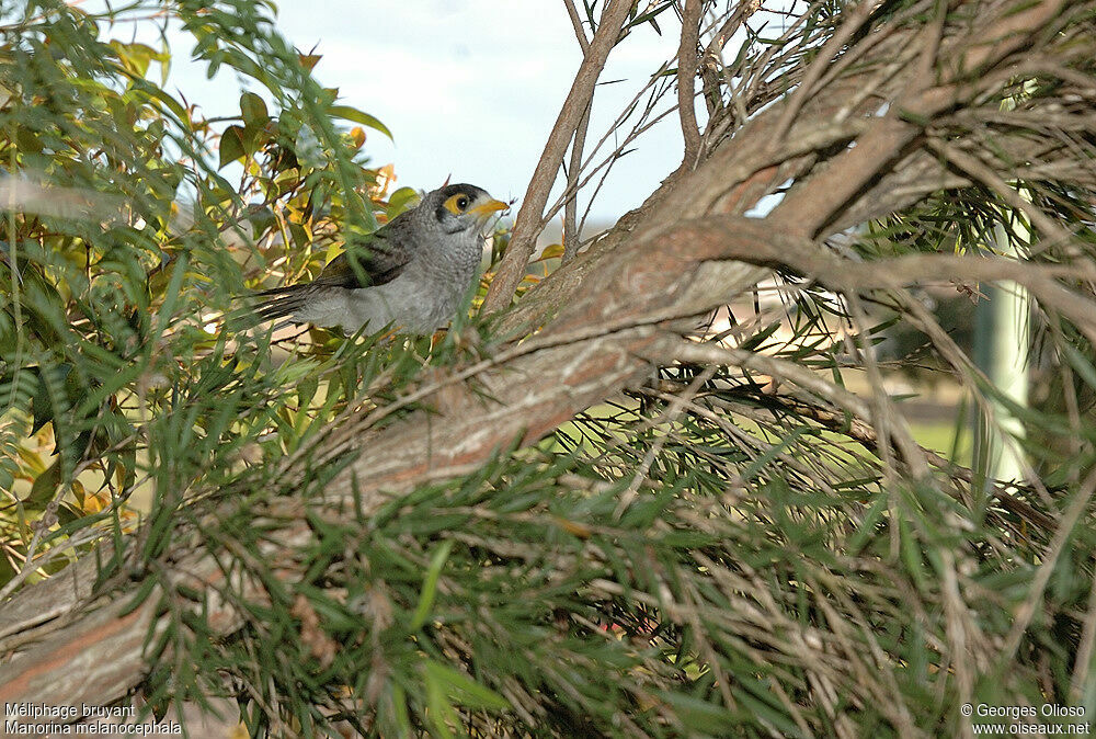 Noisy Miner