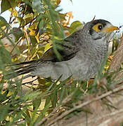 Noisy Miner