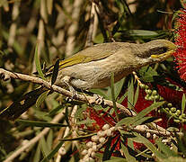 Singing Honeyeater