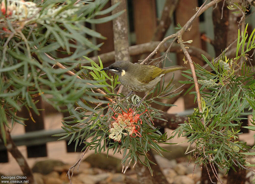 Lewin's Honeyeateradult breeding, eats