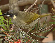 Lewin's Honeyeater