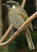 Lewin's Honeyeater