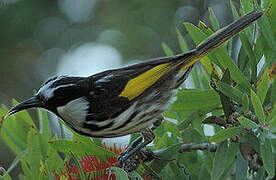 White-cheeked Honeyeater