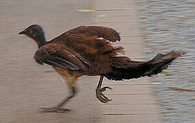 Albert's Lyrebird