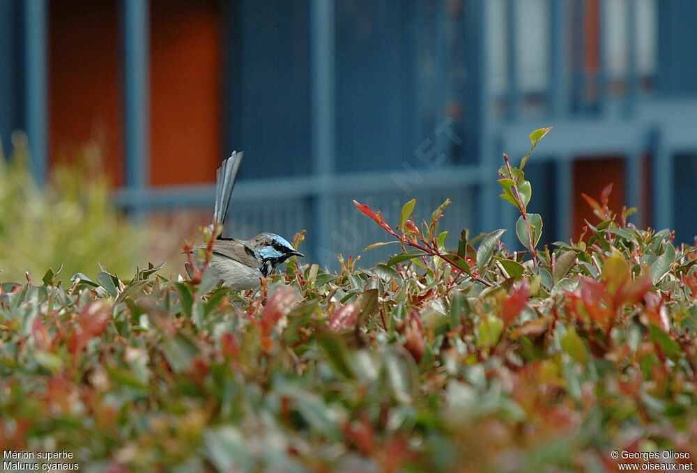 Superb Fairywren male adult breeding