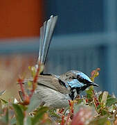 Superb Fairywren