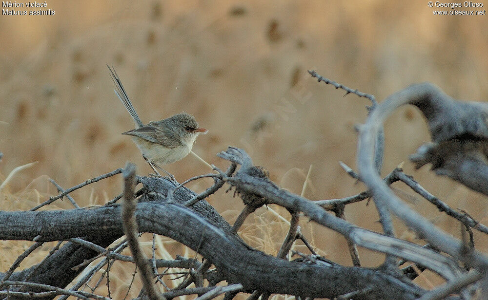 Purple-backed Fairywren female adult breeding