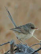 Purple-backed Fairywren