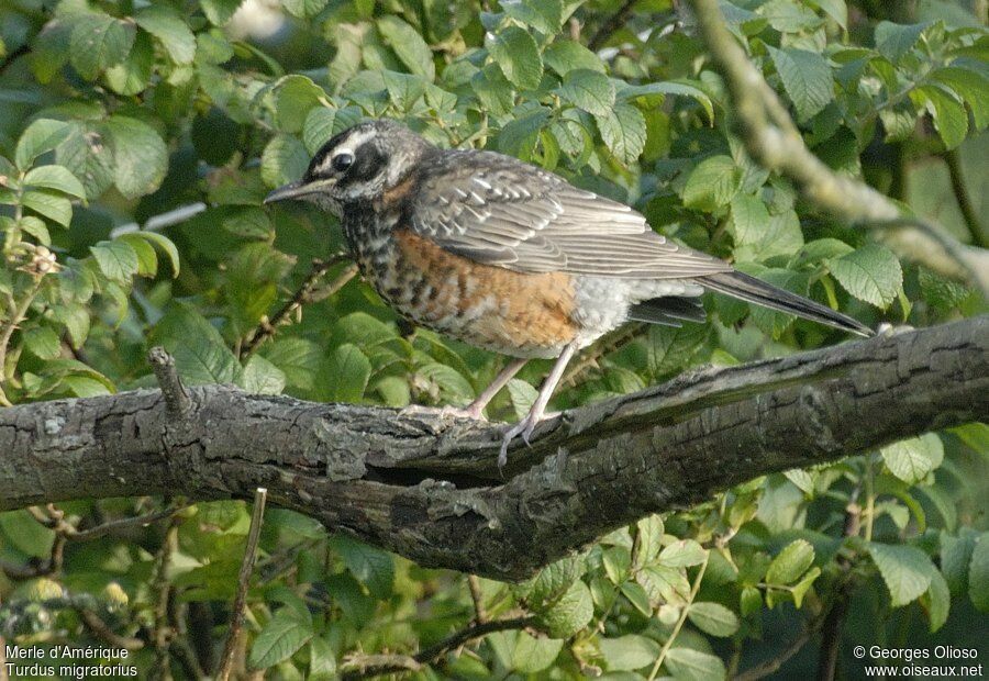 Merle d'Amérique1ère année, identification