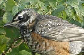 American Robin