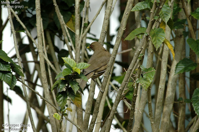 Clay-colored Thrush