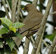 Clay-colored Thrush