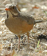 Kurrichane Thrush