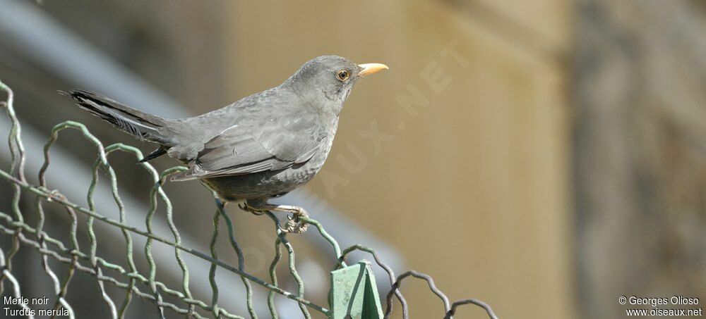 Common Blackbird male adult breeding