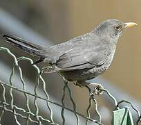 Common Blackbird