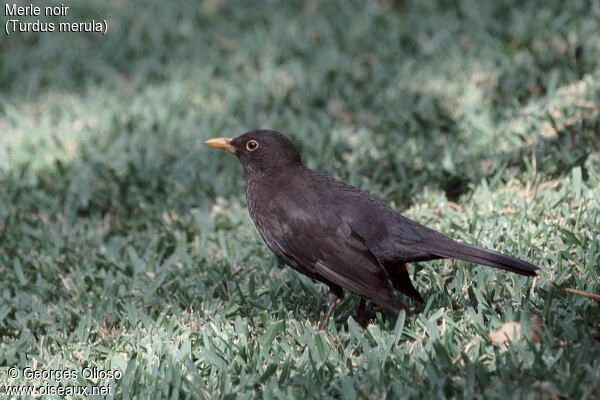 Common Blackbird