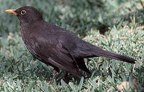 Common Blackbird